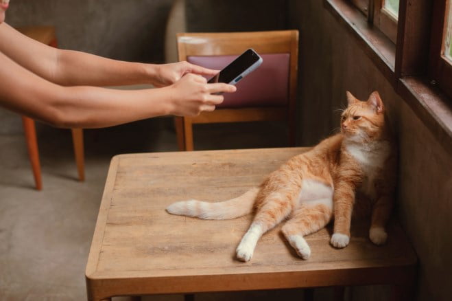 Katt i konsultasjon med online veterinær